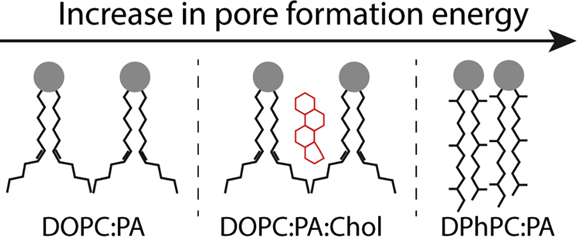 Pores for different lipid compositions.